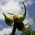 Etagenzwiebel, Allium cepa var. proliferum 