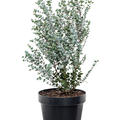 Eucalyptus gunnii 'Azura', Busch, im 23cm Topf, Hhe 60cm, Breite 35cm