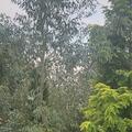 Eucalyptus gunnii 'Azura', Eucalyptus gunnii 'Azura'