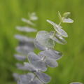 Eucalyptus gunnii 'Baby Blue', Eucalyptus pulverulenta 'Baby Blue'