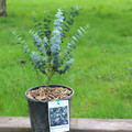 Plant in a Box - Eucalyptus Pulverulenta 'Baby Blue' - Set van 4 - Pot 13cm - Hoogte 25-40cm