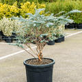 Eucalyptus gunnii 'Nano', Stamm, im 50cm Topf, Hhe 120cm, Breite 75cm