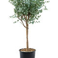 Eucalyptus gunnii, Stamm, im 30cm Topf, Hhe 110cm, Breite 45cm