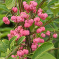 Euonymus europaeus, Pfaffenhtchen, Hinrichs, XXL Pflanzen