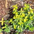 Euonymus fortunei 'Emerald'n Gold' (12er Set), Euonymus fortunei 'Emerald'n Gold'