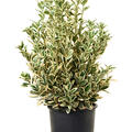 Euonymus jap. 'Bravo', Busch, im 24cm Topf, Hhe 85cm, Breite 40cm