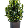 Euonymus jap. 'Paloma Blanca', Busch, im 24cm Topf, Hhe 75cm, Breite 30cm