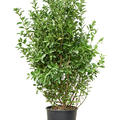 Euonymus japonicus, Busch, im 30cm Topf, Hhe 140cm, Breite 65cm