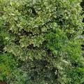 Euonymus japonicus 'Grey Beauty' (12er Set), Euonymus japonicus 'Grey Beauty'