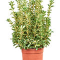 Euonymus japonicus 'Luna Gold', Busch, im 24cm Topf, Hhe 70cm, Breite 35cm