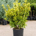 Euonymus pulchellus 'Aurea', Busch, im 30cm Topf, Hhe 120cm, Breite 60cm