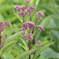 Eupatorium fistulosum 'Baby Joe' (S)