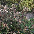 Eupatorium rugosum 'Chocolate'