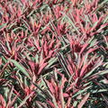 Euphorbia amygdaloides Miners Merlot, Wolfsmilch, Staude