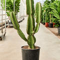 Euphorbia abyssinica, im 26cm Topf, Hhe 120cm, Breite 15cm