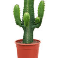 Euphorbia acrurensis (60-80), Verzweigt, im 21cm Topf, Hhe 70cm, Breite 25cm