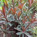 Euphorbia amygdaloides 'Purpurea', Euphorbia amygdaloides 'Purpurea'
