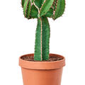 Euphorbia avasmontana, Verzweigt, im 24cm Topf, Hhe 65cm, Breite 35cm