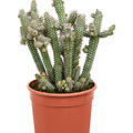 Euphorbia baioensis, Verzweigt, im 17cm Topf, Hhe 45cm, Breite 30cm