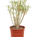 Euphorbia balsamifera, Verzweigt, im 17cm Topf, Hhe 40cm, Breite 25cm