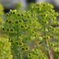 Euphorbia characias 'Black Pearl'