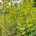 Euphorbia characias 'Black Pearl', Euphorbia characias 'Black Pearl'