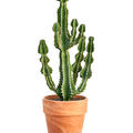 Euphorbia cooperi 'Blue', Verzweigt, im 30cm Topf, Hhe 120cm, Breite 40cm