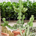 Euphorbia cooperi, Verzweigt, im 17cm Topf, Hhe 55cm, Breite 30cm