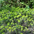 Euphorbia cyparissias 'Fens Ruby' 