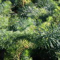 Euphorbia cyparissias