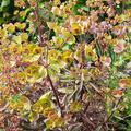 Euphorbia dulcis 'Chamaeleon', Euphorbia dulcis 'Chamaeleon'