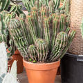 Euphorbia enopla, Verzweigt, im 35cm Topf, Hhe 80cm, Breite 60cm