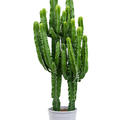 Euphorbia erytrea 2pp, Verzweigt, im 27cm Topf, Hhe 140cm, Breite 40cm