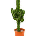 Euphorbia erytrea, Verzweigt, im 19cm Topf, Hhe 70cm, Breite 30cm