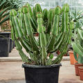 Euphorbia fortissima, Verzweigt, im 30cm Topf, Hhe 120cm, Breite 45cm