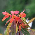 Euphorbia griffithii 'Dixter'