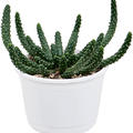 Euphorbia inermis, im 17cm Topf, Hhe 20cm, Breite 20cm