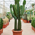 Euphorbia ingens 2pp, Verzweigt, im 40cm Topf, Hhe 165cm, Breite 70cm