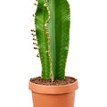 Euphorbia ingens 'Curly', Stamm, im 24cm Topf, Hhe 70cm, Breite 25cm