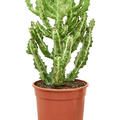 Euphorbia lactea 'Compacta', Verzweigt, im 17cm Topf, Hhe 50cm, Breite 40cm