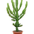 Euphorbia lactea, Verzweigt, im 22cm Topf, Hhe 90cm, Breite 350cm