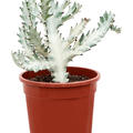 Euphorbia lactea 'White Ghost', Verzweigt, im 17cm Topf, Hhe 40cm, Breite 20cm