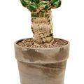 Euphorbia makallensis, Verzweigt, Hhe 45cm, Breite 25cm