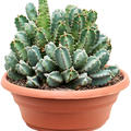 Euphorbia resinifera (30-40), Busch, im 30cm Topf, Hhe 35cm, Breite 30cm