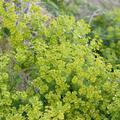 Euphorbia seguieriana ssp. niciciana