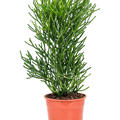 Euphorbia tirucalli, Bush, im 24cm Topf, Hhe 80cm, Breite 40cm