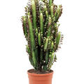 Euphorbia trigona 'Rubra', Verzweigt, im 20cm Topf, Hhe 55cm, Breite 30cm
