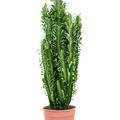 Euphorbia trigona, Verzweigt, im 24cm Topf, Hhe 110cm, Breite 45cm