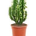 Euphorbia undulatifolia (55-65cm), Verzweigt, im 21cm Topf, Hhe 60cm, Breite 25cm