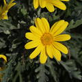 Gelbe Strauchmargerite (Euryops pectinatus)